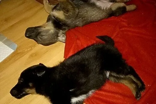 Rezolutny Carmelo szuka domu,  mazowieckie Warszaw