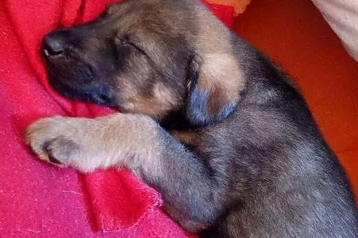 Rezolutny Carmelo szuka domu,  mazowieckie Warszaw