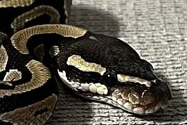 Pyton królewski Mojave poss het Clown – samica (2024)