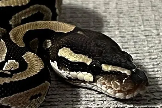 Pyton królewski Mojave poss het Clown – samica (2024)