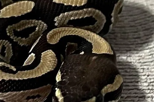 Pyton królewski Mojave poss het Clown – samica (2024), Warmińsko-mazurskie, Ostróda