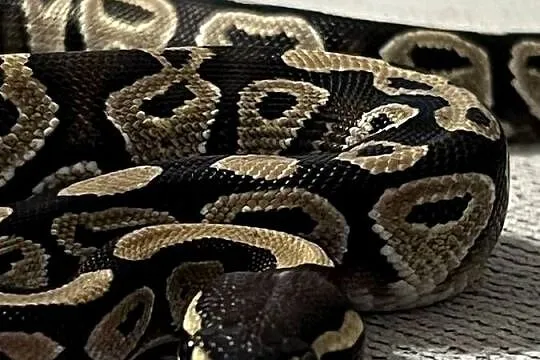 Pyton królewski Mojave poss het Clown – samica (2024), Warmińsko-mazurskie, Ostróda