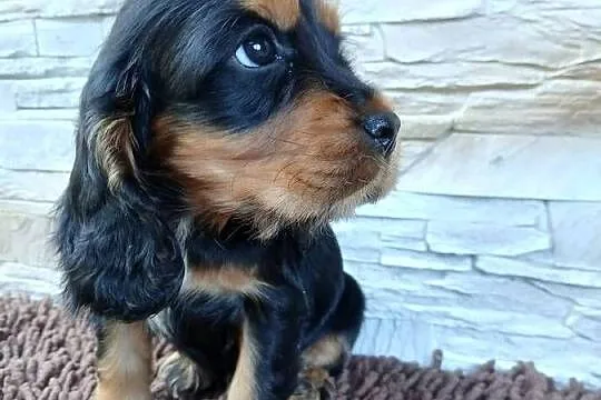 Cocker Spaniel Angielski, Łódzkie, Sieradz