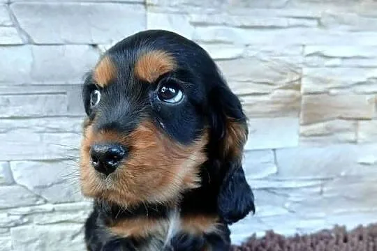 Cocker Spaniel Angielski, Łódzkie, Sieradz