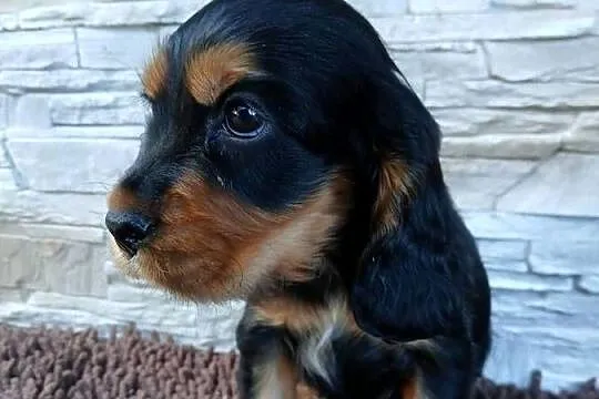 Cocker Spaniel Angielski, Łódzkie, Sieradz