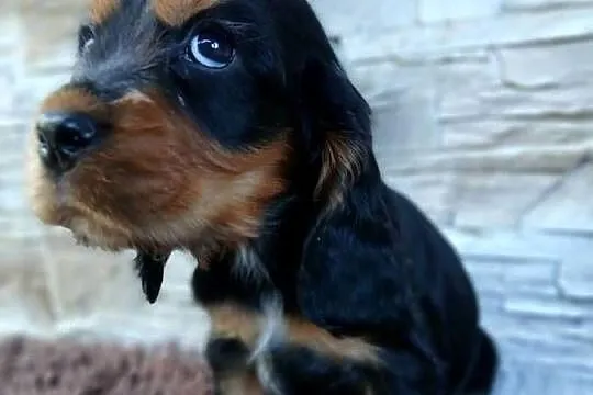 Cocker Spaniel Angielski, Łódzkie, Sieradz