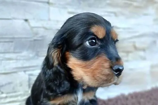 Cocker Spaniel Angielski, Łódzkie, Sieradz