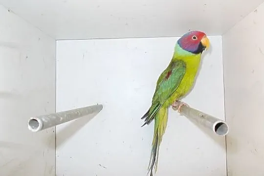 Papuga aleksandreta śliwogłowa, Nowy Tomyśl