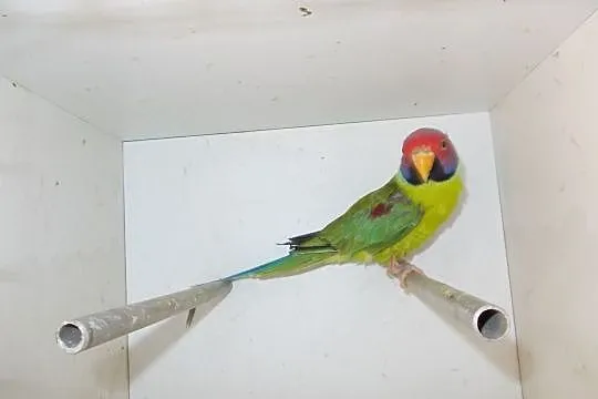 Papuga aleksandreta śliwogłowa, Nowy Tomyśl