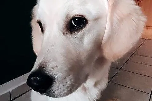 Golden Retriver Kuki , 6 miesiecy - 999 zł, Świętokrzyskie, Kielce