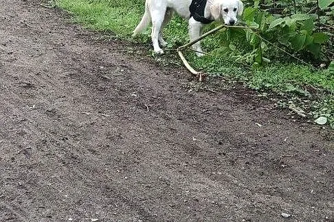 Golden Retriver Kuki , 6 miesiecy - 999 zł, Świętokrzyskie, Kielce