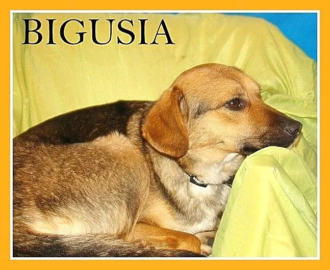 BIGUSIA-młoda, przyjazna sunia,łagodna, przytulaśn