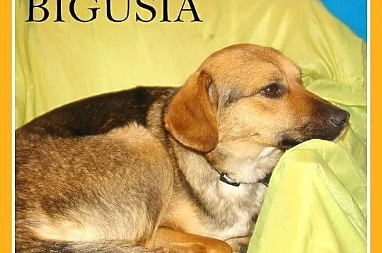 BIGUSIA-młoda, przyjazna sunia,łagodna, przytulaśn