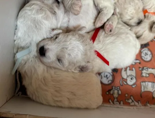 Bichon frise FCI do rezerwacji ., , Pruszcz Gdański