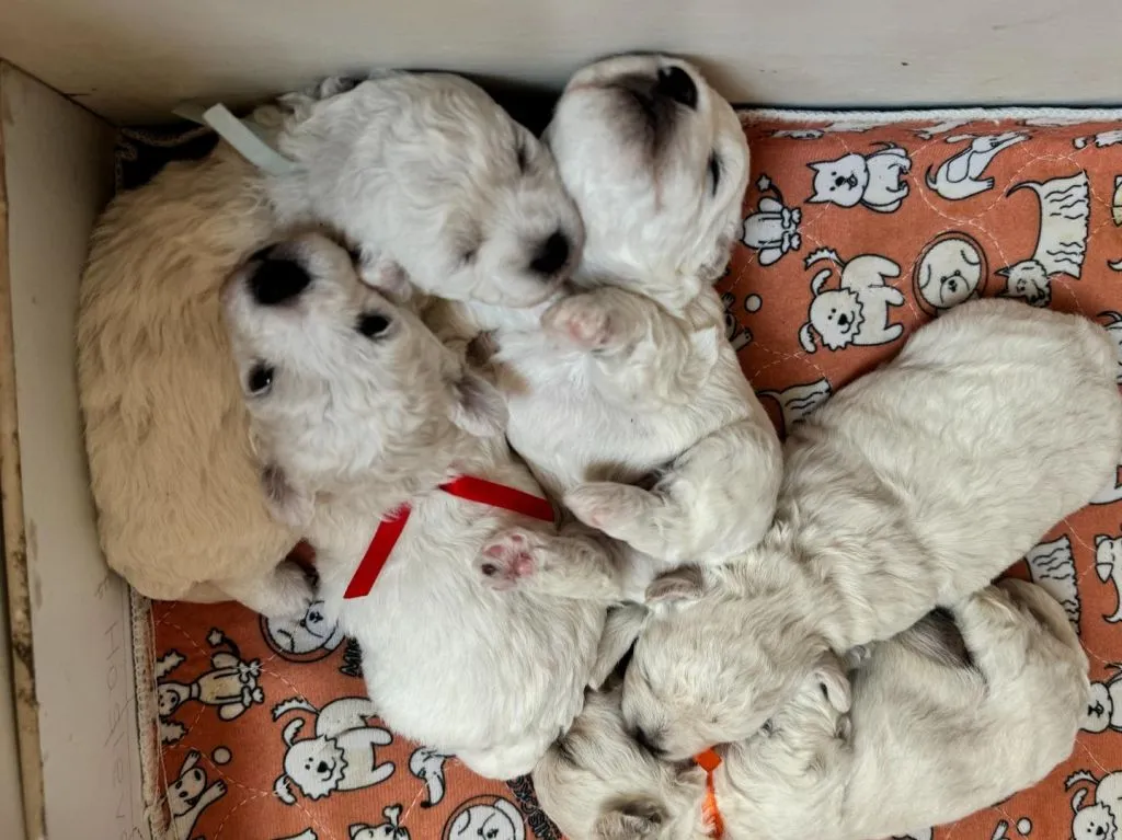 Bichon frise FCI do rezerwacji ., , Pruszcz Gdański