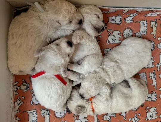 Bichon frise FCI do rezerwacji ., , Pruszcz Gdański