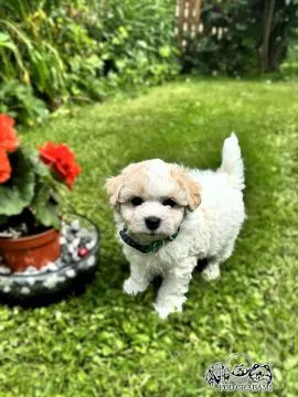 Bichon frise FCI po MultiChampionie., , Pruszcz Gdański