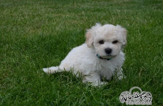 Bichon frise FCI po MultiChampionie., , Pruszcz Gdański
