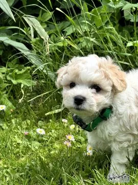 Bichon frise FCI po MultiChampionie., , Pruszcz Gdański