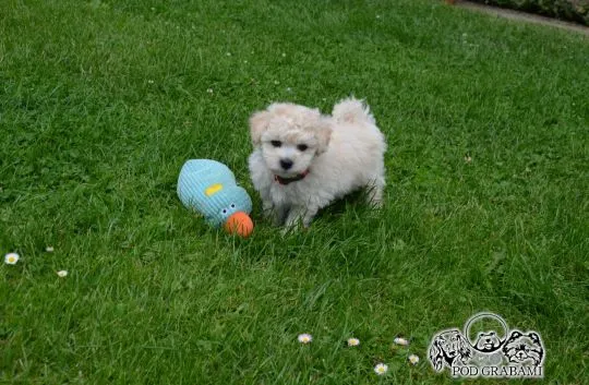 Bichon frise FCI po MultiChampionie., , Pruszcz Gdański