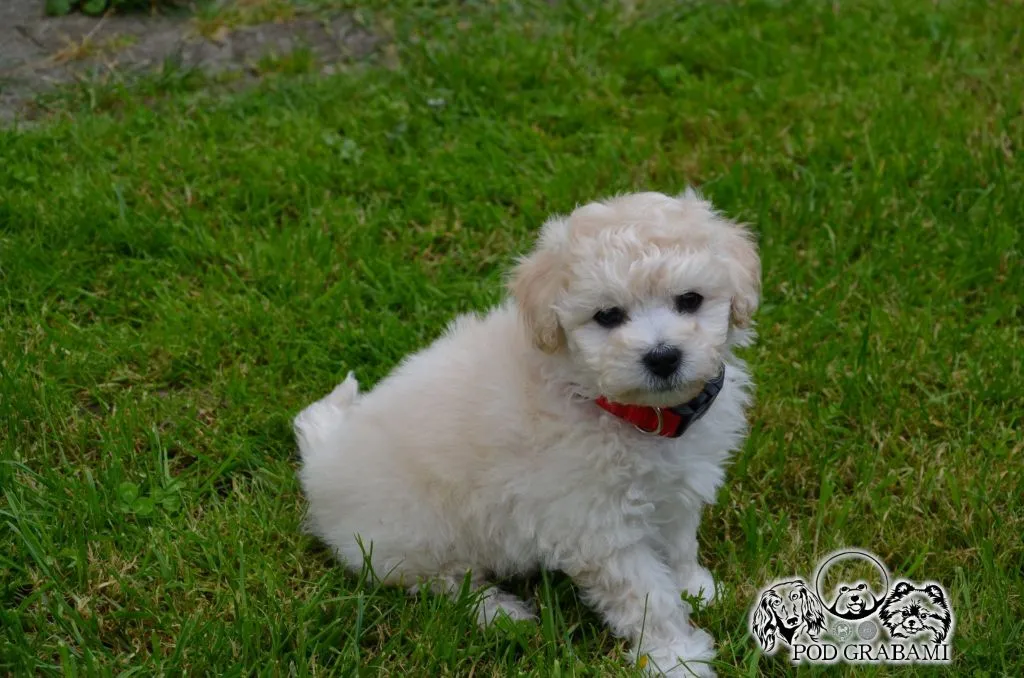 Bichon frise FCI po MultiChampionie., , Pruszcz Gdański