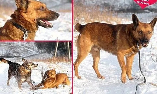 BUBU - piękny psiak w typie malionois do adopcji,