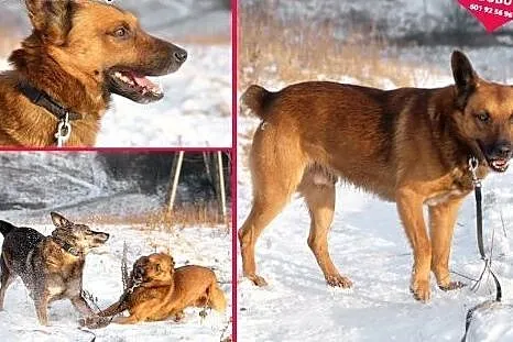 BUBU - piękny psiak w typie malionois do adopcji, 