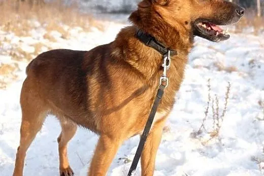 BUBU - piękny psiak w typie malionois do adopcji, 