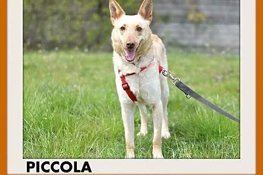 PICCOLA,średnia,delikatna,wrażlwa suczka do spokoj
