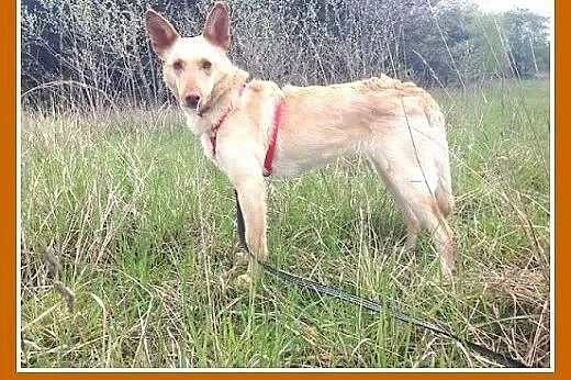 PICCOLA,średnia,delikatna,wrażlwa suczka do spokoj