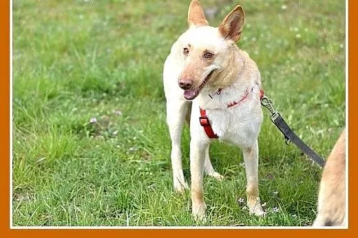 PICCOLA,średnia,delikatna,wrażlwa suczka do spokoj