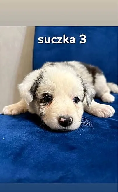 Szczeniaki Border collie, Wielkopolskie, Cienin-Kolonia