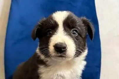 Szczeniaki Border collie, Wielkopolskie, Cienin-Kolonia