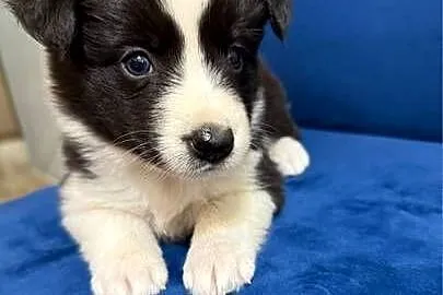 Szczeniaki Border collie, Wielkopolskie, Cienin-Kolonia