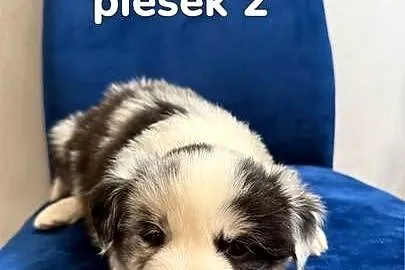 Szczeniaki Border collie, Wielkopolskie, Cienin-Kolonia