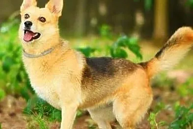 FABIA - 3 letnia, wesoła i kochana trójłapka do adopcji,, Małopolskie, Kraków