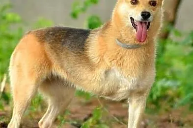 FABIA - 3 letnia, wesoła i kochana trójłapka do adopcji,, Małopolskie, Kraków