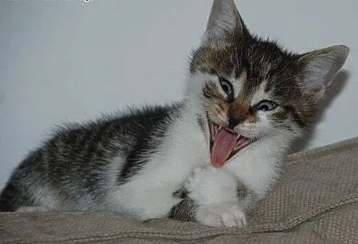 Kociak, kocurek Robin 9 tyg. ADOPCJA, małopolskie