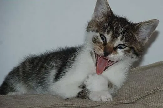 Kociak, kocurek Robin 9 tyg. ADOPCJA,  małopolskie