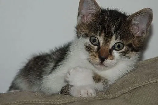 Kociak, kocurek Robin 9 tyg. ADOPCJA,  małopolskie