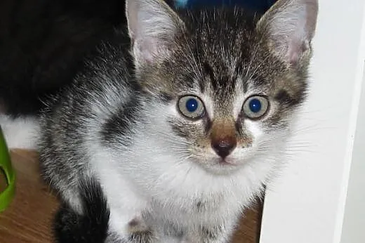 Kociak, kocurek Robin 9 tyg. ADOPCJA,  małopolskie