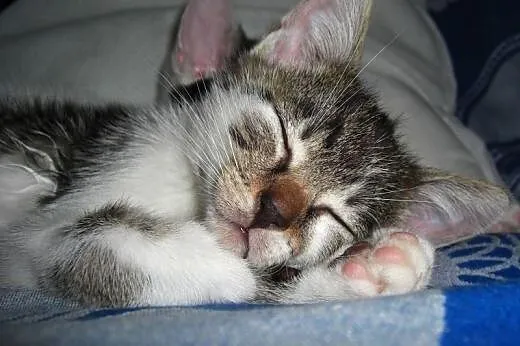 Kociak, kocurek Robin 9 tyg. ADOPCJA,  małopolskie