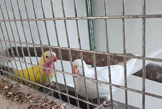 Księżniczki Walii Para Lęgowa, Wielkopolskie, Czempiń