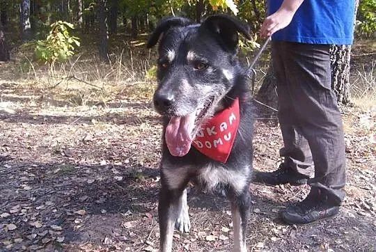 Fantastyczny Loki, kochający ludzi wesołek ADOPCJA