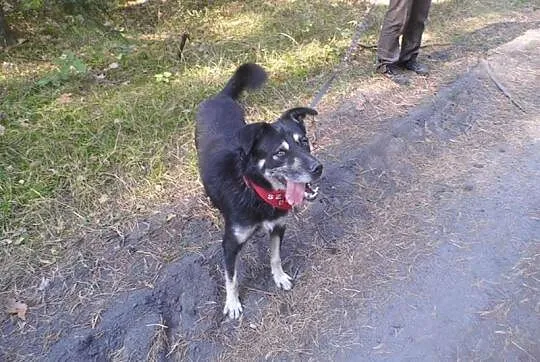 Fantastyczny Loki, kochający ludzi wesołek ADOPCJA