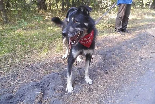 Fantastyczny Loki, kochający ludzi wesołek ADOPCJA