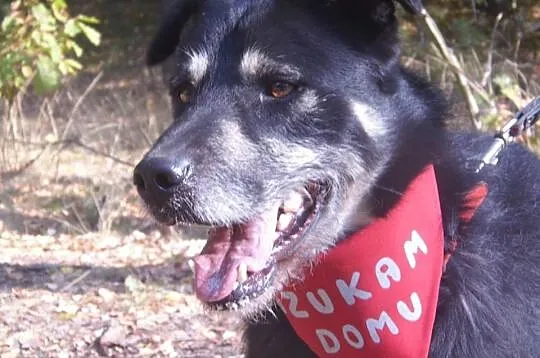 Fantastyczny Loki, kochający ludzi wesołek ADOPCJA