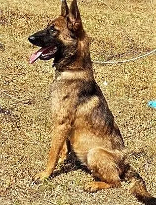 LUKA - 1,5 roczna, piękna sunia w typie owczarka belgijskiego PILNIE szuka domu, mazowieckie Warszawa, Mazowieckie, Warszawa