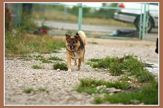 Mały EMEK do domu z ogródkiem,mądry,kontaktowy psi