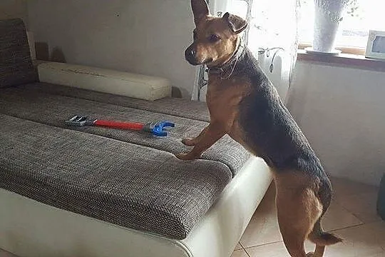 Suzi, młoda sunia do rany przyłóż, niekonfliktowa 